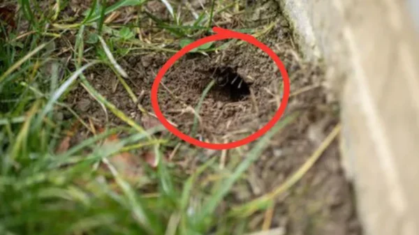 Cách nhận biết hang rắn trong sân nhà và những gì phải làm sau đó kenhtingame com thumb cach nhan biet hang ran trong san nha va nhung gi phai lam sau do a23e1775210861582 940w