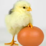 Con gà hay quả trứng có trước? kenhtingame com thumb con ga hay qua trung co truoc e6c81775127216503 940w