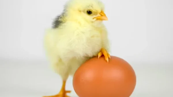 Con gà hay quả trứng có trước? kenhtingame com thumb con ga hay qua trung co truoc e6c81775127216503 940w