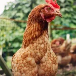 Gà có thể sống sót mà không có đầu không? kenhtingame com thumb ga co the song sot ma khong co dau khong 27071776765816746 940w