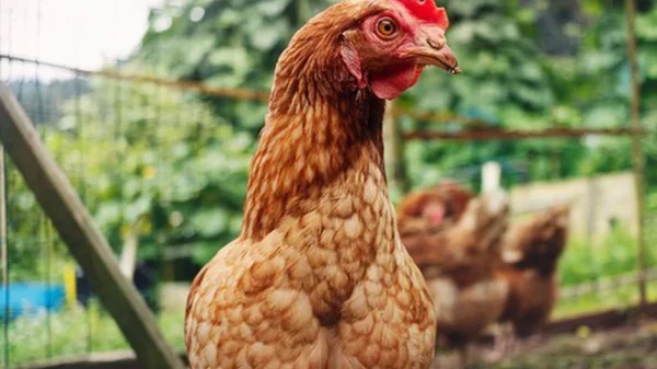 Gà có thể sống sót mà không có đầu không? kenhtingame com thumb ga co the song sot ma khong co dau khong 27071776765816746 940w