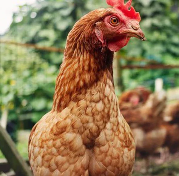 Gà có thể sống sót mà không có đầu không? kenhtingame com thumb ga co the song sot ma khong co dau khong 27071776765816746 940w