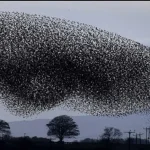 Hàng triệu con chim có hành vi lạ trên bầu trời, nhà khoa học kêu gọi người dân làm ngay hành động này kenhtingame com thumb hang trieu con chim co hanh vi la tren bau troi nha khoa hoc keu goi nguoi dan lam ngay hanh dong nay 465e1776595639301 940w