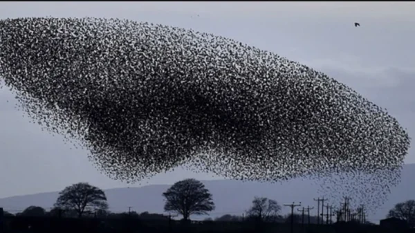 Hàng triệu con chim có hành vi lạ trên bầu trời, nhà khoa học kêu gọi người dân làm ngay hành động này kenhtingame com thumb hang trieu con chim co hanh vi la tren bau troi nha khoa hoc keu goi nguoi dan lam ngay hanh dong nay 465e1776595639301 940w