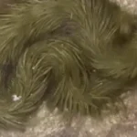 Lộ clip sinh vật lạ phủ kín "lông" xanh rêu bơi mềm như dải lụa dưới nước, chuyên gia lập tức kiểm tra kenhtingame com thumb lo clip sinh vat la phu kin quot long quot xanh reu boi mem nhu dai lua duoi nuoc chuyen gia lap tuc kiem tra 133e1776068956175 940w