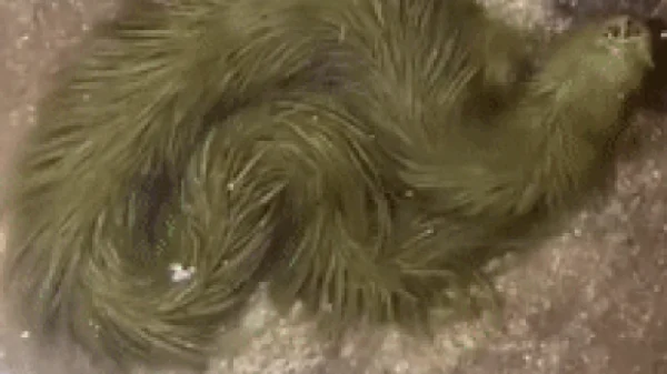 Lộ clip sinh vật lạ phủ kín "lông" xanh rêu bơi mềm như dải lụa dưới nước, chuyên gia lập tức kiểm tra kenhtingame com thumb lo clip sinh vat la phu kin quot long quot xanh reu boi mem nhu dai lua duoi nuoc chuyen gia lap tuc kiem tra 133e1776068956175 940w