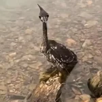 Loài chim bí ẩn nhất thế giới, chỉ còn lại 1.000 cá thể kenhtingame com thumb loai chim bi an nhat the gioi chi con lai 1000 ca the f6781775377511637 940w