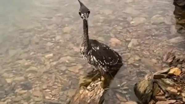 Loài chim bí ẩn nhất thế giới, chỉ còn lại 1.000 cá thể kenhtingame com thumb loai chim bi an nhat the gioi chi con lai 1000 ca the f6781775377511637 940w