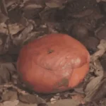 Loài hoa vô lý nhất thế giới: Nặng 10kg, to hơn 1 mét, không có thân, rễ nhưng mùi hương mới là thứ ám ảnh kenhtingame com thumb loai hoa vo ly nhat the gioi nang 10kg to hon 1 met khong co than re nhung mui huong moi la thu am anh d7f31777385168186 940w