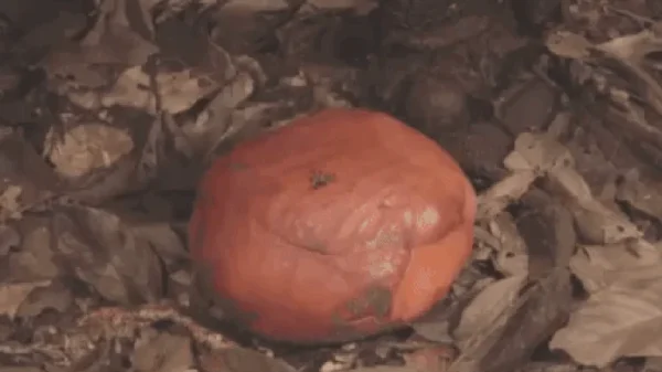 Loài hoa vô lý nhất thế giới: Nặng 10kg, to hơn 1 mét, không có thân, rễ nhưng mùi hương mới là thứ ám ảnh kenhtingame com thumb loai hoa vo ly nhat the gioi nang 10kg to hon 1 met khong co than re nhung mui huong moi la thu am anh d7f31777385168186 940w