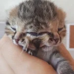 Loài mèo quái dị sinh ra với 2 khuôn mặt trên đầu nhưng dùng chung 1 bộ não kenhtingame com thumb loai meo quai di sinh ra voi 2 khuon mat tren dau nhung dung chung 1 bo nao 30551775627624665 940w