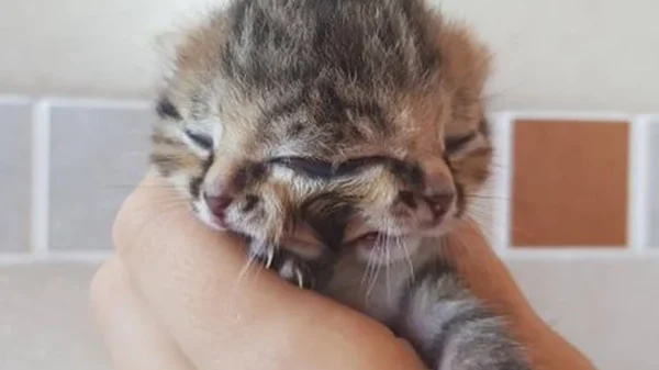 Loài mèo quái dị sinh ra với 2 khuôn mặt trên đầu nhưng dùng chung 1 bộ não kenhtingame com thumb loai meo quai di sinh ra voi 2 khuon mat tren dau nhung dung chung 1 bo nao 30551775627624665 940w