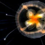 Loài vật duy nhất bất tử trên thế giới, có thể cải lão hoàn đồng, mãi không già đi kenhtingame com thumb loai vat duy nhat bat tu tren the gioi co the cai lao hoan dong mai khong gia di 2f631775556290944 940w