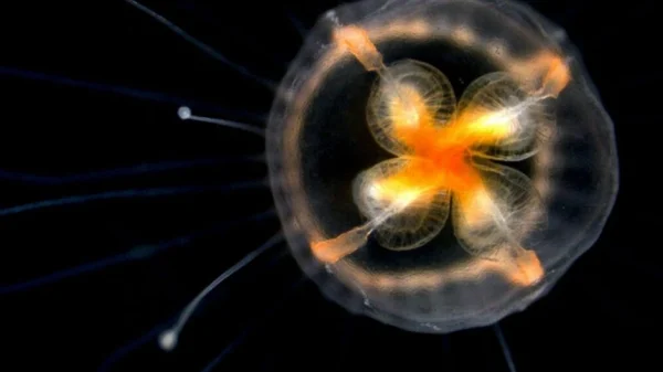 Loài vật duy nhất bất tử trên thế giới, có thể cải lão hoàn đồng, mãi không già đi kenhtingame com thumb loai vat duy nhat bat tu tren the gioi co the cai lao hoan dong mai khong gia di 2f631775556290944 940w