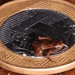 Loài vật nhỏ nhất hành tinh kenhtingame com thumb loai vat nho nhat hanh tinh 3b0b1775495241380 940w