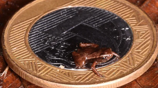 Loài vật nhỏ nhất hành tinh kenhtingame com thumb loai vat nho nhat hanh tinh 3b0b1775495241380 940w