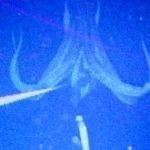 Ngư dân gây chấn động khi bắt gặp sinh vật hiếm khổng lồ vừa "tái xuất": Lần thứ 3 trong lịch sử nhân loại ghi lại được hình ảnh quý giá này kenhtingame com thumb ngu dan gay chan dong khi bat gap sinh vat hiem khong lo vua quot tai xuat quot lan thu 3 trong lich su nhan loai ghi lai duoc hinh anh quy gia nay 08e41776928535610 940w