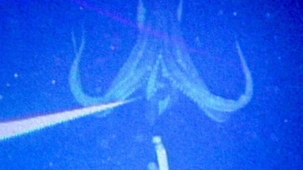 Ngư dân gây chấn động khi bắt gặp sinh vật hiếm khổng lồ vừa "tái xuất": Lần thứ 3 trong lịch sử nhân loại ghi lại được hình ảnh quý giá này kenhtingame com thumb ngu dan gay chan dong khi bat gap sinh vat hiem khong lo vua quot tai xuat quot lan thu 3 trong lich su nhan loai ghi lai duoc hinh anh quy gia nay 08e41776928535610 940w