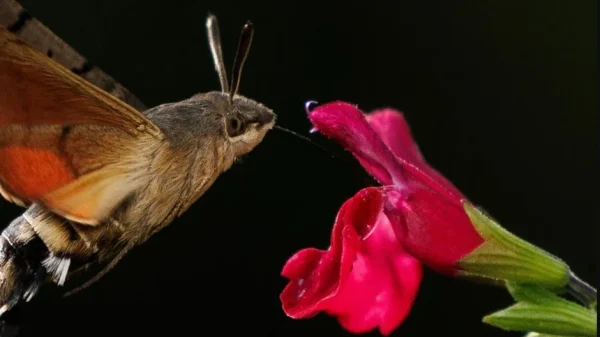 Người đàn ông đăng ảnh "con vật lạ" lên Facebook, chuyên gia tìm đến: Loài này đã 'sống lại' sau 17 năm kenhtingame com thumb nguoi dan ong dang anh quot con vat la quot len facebook chuyen gia tim den loai nay da song lai sau 17 nam 2f801777475424360 940w