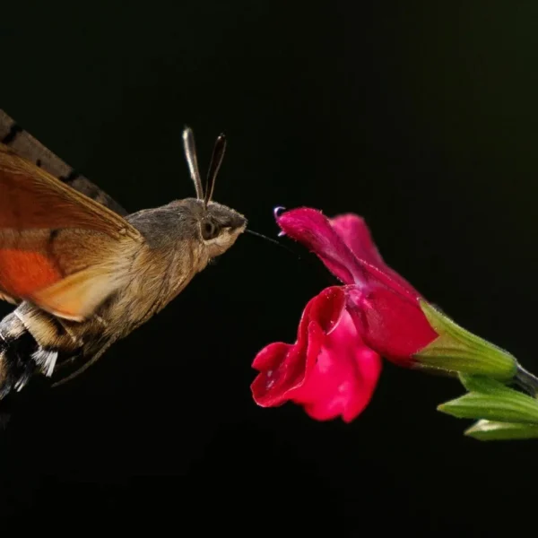 Người đàn ông đăng ảnh "con vật lạ" lên Facebook, chuyên gia tìm đến: Loài này đã 'sống lại' sau 17 năm kenhtingame com thumb nguoi dan ong dang anh quot con vat la quot len facebook chuyen gia tim den loai nay da song lai sau 17 nam 2f801777475424360 940w