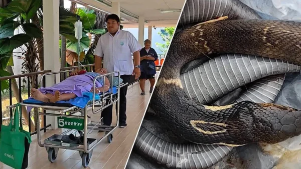 Người phụ nữ 69 tuổi chém chết rắn hổ mang rồi bình tĩnh mang xác rắn đến bệnh viện kenhtingame com thumb nguoi phu nu 69 tuoi chem chet ran ho mang roi binh tinh mang xac ran den benh vien aca21777558044566 940w