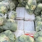 Phát hiện 1.600 kg ma túy đội lốt bắp cải kenhtingame com thumb phat hien 1600 kg ma tuy doi lot bap cai 2cb41775639883376 940w