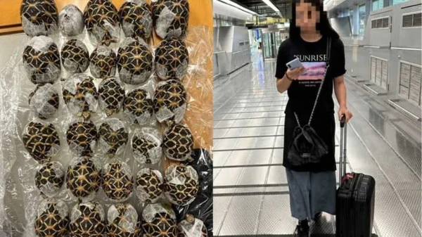 Phát hiện 30 con rùa trong người cô gái 19 tuổi chuẩn bị lên chuyến bay Vietjet Air Thái Lan kenhtingame com thumb phat hien 30 con rua trong nguoi co gai 19 tuoi chuan bi len chuyen bay vietjet air thai lan dee01777555116010 940w