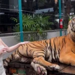 Quay video ngay bên cạnh thú dữ, hot girl khiến người xem "nhăn mặt" vì quá liều lĩnh kenhtingame com thumb quay video ngay ben canh thu du hot girl khien nguoi xem quot nhan mat quot vi qua lieu linh 79ff1775812841009 940w