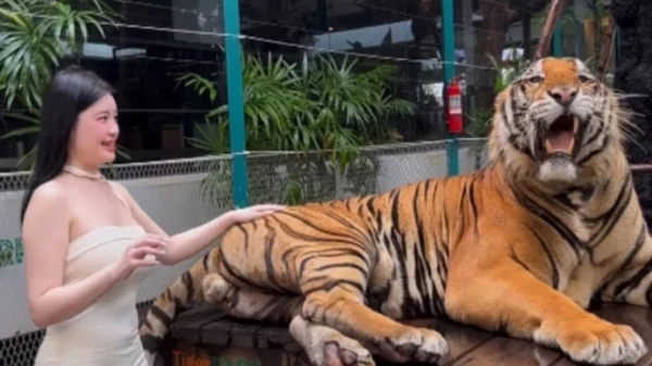 Quay video ngay bên cạnh thú dữ, hot girl khiến người xem "nhăn mặt" vì quá liều lĩnh kenhtingame com thumb quay video ngay ben canh thu du hot girl khien nguoi xem quot nhan mat quot vi qua lieu linh 79ff1775812841009 940w