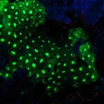 Sâu 385 mét trong một hang động ở đáy biển Nhật Bản, một chớp sáng xanh bí ẩn đã hé lộ điều "chưa từng biết trước đây" kenhtingame com thumb sau 385 met trong mot hang dong o day bien nhat ban mot chop sang xanh bi an da he lo dieu quot chua tung biet truoc day quot a64c1777463196078 940w