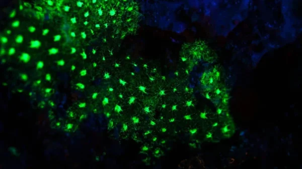 Sâu 385 mét trong một hang động ở đáy biển Nhật Bản, một chớp sáng xanh bí ẩn đã hé lộ điều "chưa từng biết trước đây" kenhtingame com thumb sau 385 met trong mot hang dong o day bien nhat ban mot chop sang xanh bi an da he lo dieu quot chua tung biet truoc day quot a64c1777463196078 940w