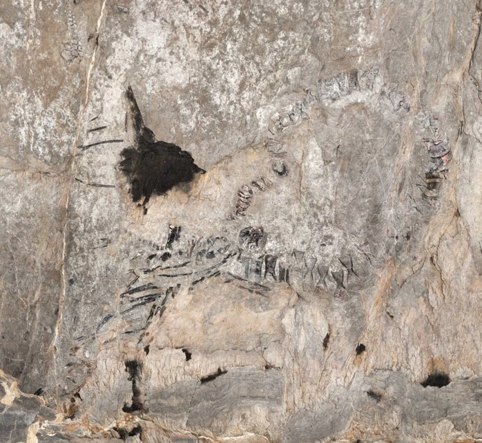 Thủy quái 145 triệu tuổi chưa rõ loài gì "trỗi dậy" ở Cuba Thủy quái 145 triệu tuổi chưa rõ loài gì "trỗi dậy" ở Cuba