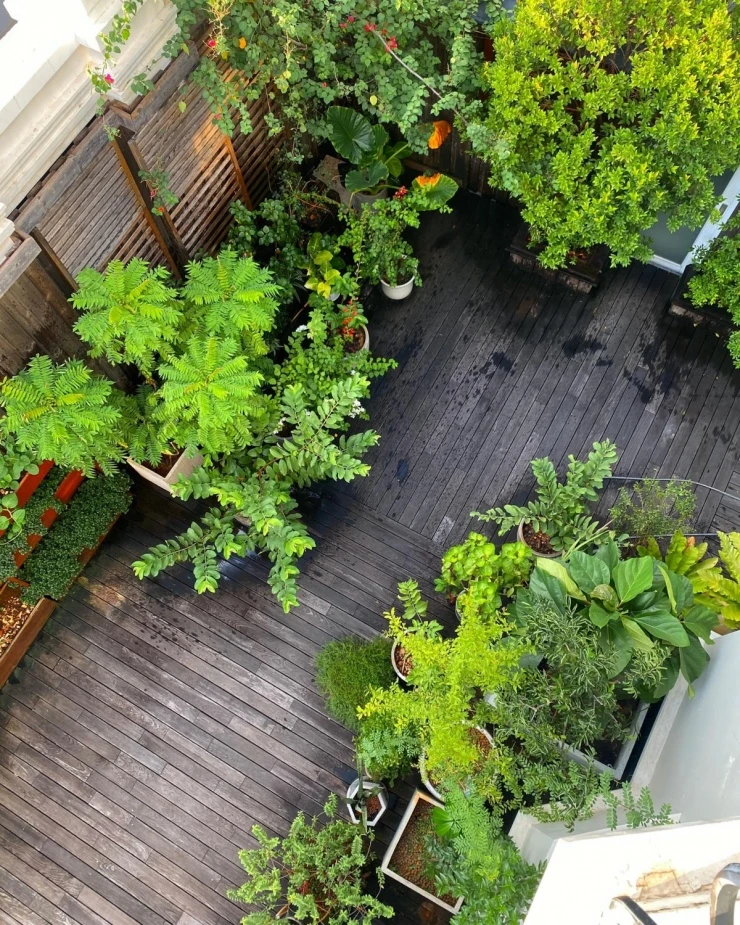 Vườn rau sạch trong biệt thự 500 m2 của Tăng Thanh Hà