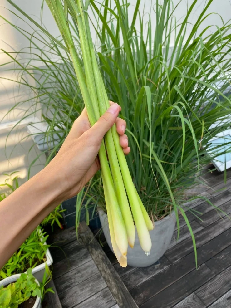 Vườn rau sạch trong biệt thự 500 m2 của Tăng Thanh Hà