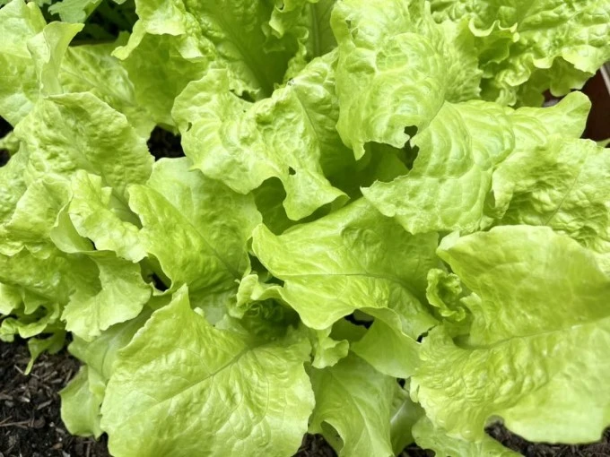 Vườn rau trong biệt thự nhà Diệu Hương ở Mỹ