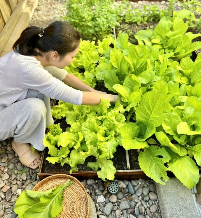 Vườn rau trong biệt thự nhà Diệu Hương ở Mỹ