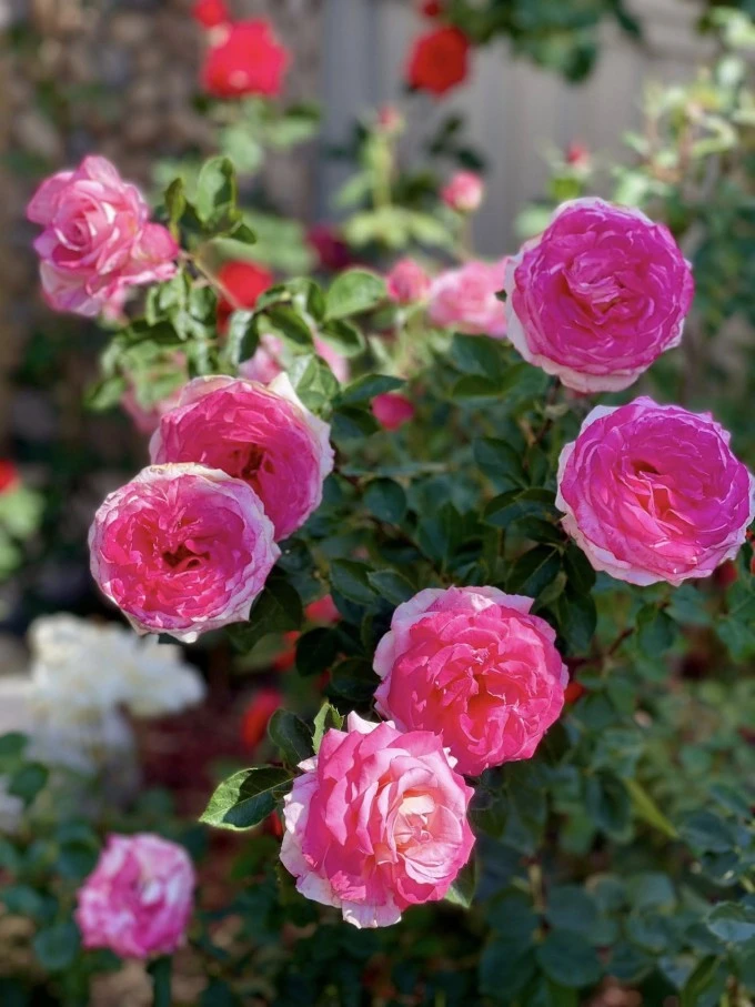 Vườn rau trong biệt thự nhà Diệu Hương ở Mỹ