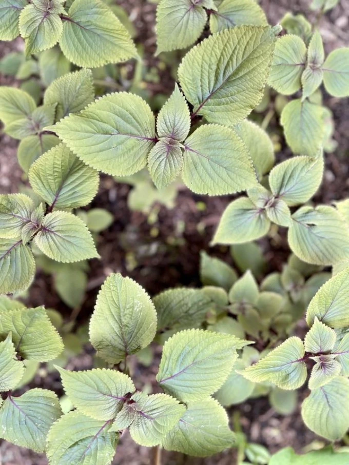 Vườn rau trong biệt thự nhà Diệu Hương ở Mỹ