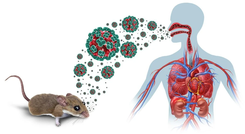 39 ca mắc, 13 ca tử vong do Hanta virus: Xuất hiện 1 biến thể có thể lây truyền từ người sang người 39 ca mắc, 13 ca tử vong do Hanta virus: Xuất hiện 1 biến thể có thể lây truyền từ người sang người