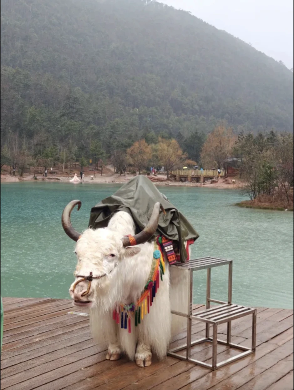 Chú bò trắng thành “máy in tiền”, đứng yên chụp ảnh cùng khách cũng thu cho chủ 23 tỷ/ năm? Chú bò trắng thành “máy in tiền”, đứng yên chụp ảnh cùng khách cũng thu cho chủ 23 tỷ/ năm?