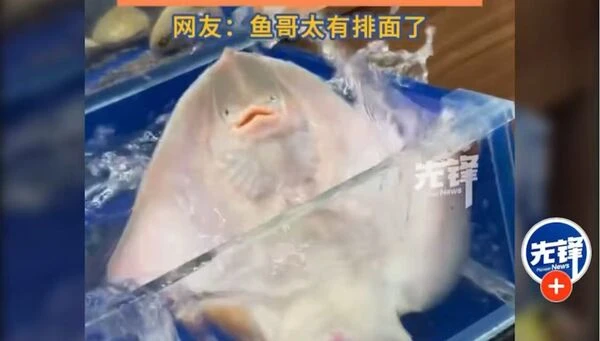 Một con cá phun nước trong nhà hàng hải sản bỗng dưng được hơn 10 triệu người xin phóng sinh Một con cá phun nước trong nhà hàng hải sản bỗng dưng được hơn 10 triệu người xin phóng sinh