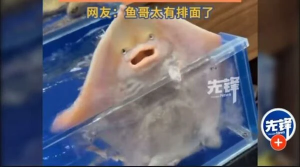 Một con cá phun nước trong nhà hàng hải sản bỗng dưng được hơn 10 triệu người xin phóng sinh Một con cá phun nước trong nhà hàng hải sản bỗng dưng được hơn 10 triệu người xin phóng sinh