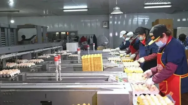 "Đột nhập" nhà máy sản xuất 450.000 quả trứng tươi/ngày, phát hiện "thông tin" về dây chuyền chế biến được đầu tư hơn 193 tỷ đồng kenhtingame com thumb quot dot nhap quot nha may san xuat 450000 qua trung tuoi ngay phat hien quot thong tin quot ve day chuyen che bien duoc dau tu hon 193 ty dong ed7c1779643646307 940w