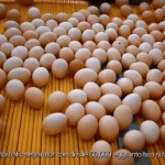 "Đột nhập" nhà máy trứng sản xuất 600.000 quả/ngày: Vì sao ở đây gà đẻ gần như không có ngày nghỉ? kenhtingame com thumb quot dot nhap quot nha may trung san xuat 600000 qua ngay vi sao o day ga de gan nhu khong co ngay nghi 8c111779322015722 940w