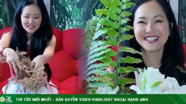 Hồng Nhung cắm bình hoa từ thân cây cà chua khô kenhtingame com thumb hong nhung cam binh hoa tu than cay ca chua kho 4e7a1778825084063 940w