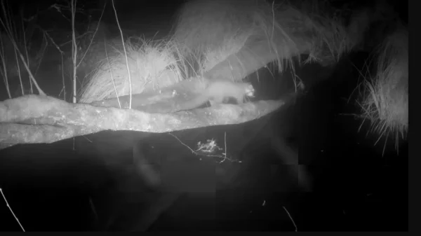 Loài vật cực hiếm tưởng tuyệt chủng bất ngờ "sống lại" sau 100 năm: Camera giấu kín ghi lại cảnh đặc biệt kenhtingame com thumb loai vat cuc hiem tuong tuyet chung bat ngo quot song lai quot sau 100 nam camera giau kin ghi lai canh dac biet 2e971777734958804 940w