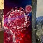 Phát hiện nhóm virus corona mới ở dơi có khả năng lây nhiễm sang người kenhtingame com thumb phat hien nhom virus corona moi o doi co kha nang lay nhiem sang nguoi 4a9d1778617596354 940w