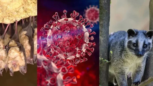Phát hiện nhóm virus corona mới ở dơi có khả năng lây nhiễm sang người kenhtingame com thumb phat hien nhom virus corona moi o doi co kha nang lay nhiem sang nguoi 4a9d1778617596354 940w