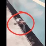 Video: Con trai rơi xuống đường ray, người cha bất chấp tính mạng ôm chặt che chắn kenhtingame com thumb video con trai roi xuong duong ray nguoi cha bat chap tinh mang om chat che chan 6dec1777649450006 940w