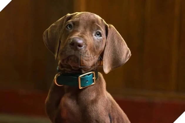 Netflix Hé Lộ Tạo Hình Đầu Tiên Của Scooby-Doo Trong Series Live-Action, Dự Kiến Ra Mắt Năm 2027 Netflix Hé Lộ Tạo Hình Đầu Tiên Của Scooby-Doo Trong Series Live-Action, Dự Kiến Ra Mắt Năm 2027